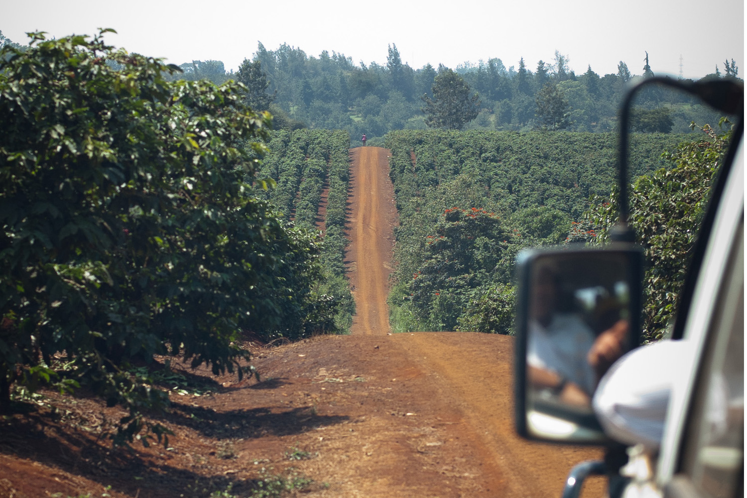 Coffee Farm in Karatina, Kenya